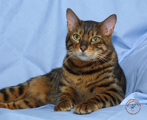 Bengal Cat 9W052D-018.JPG